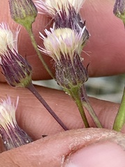 Erigeron acris kamtschaticus