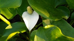 Calla palustris
