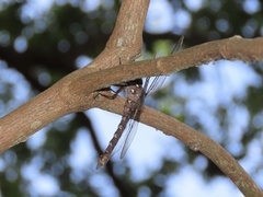 Boyeria vinosa