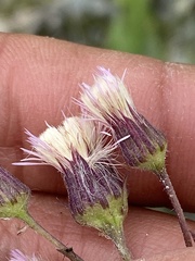 Erigeron acris kamtschaticus