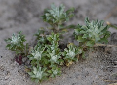 Micropsis spathulata