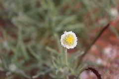 Polycalymma stuartii