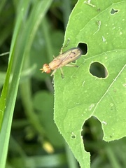 Tetanocera