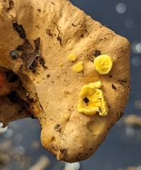 Cantharellus lateritius