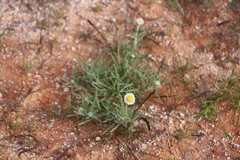 Polycalymma stuartii