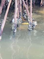 Lobotes surinamensis