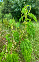 Boehmeria cylindrica