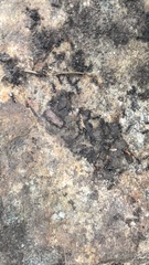 Brachyponera chinensis