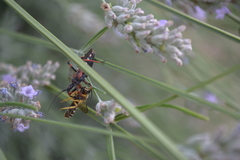 Rhynocoris iracundus
