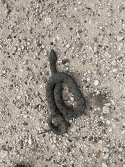 Nerodia rhombifer