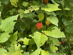 Alkekengi officinarum