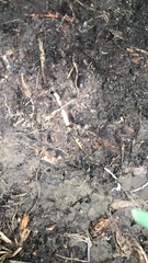 Brachyponera chinensis