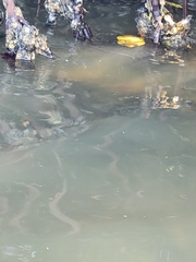 Lobotes surinamensis