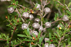Leptospermum polygalifolium