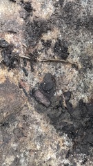 Brachyponera chinensis