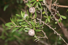 Leptospermum polygalifolium