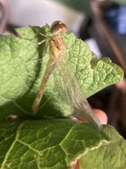 Sympetrum striolatum