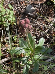 Chimaphila umbellata