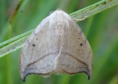 Drepana arcuata
