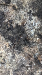 Brachyponera chinensis