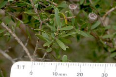 Leptospermum polygalifolium