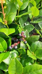 Gaultheria shallon