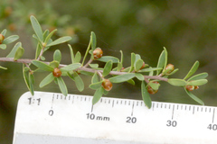 Leptospermum polygalifolium