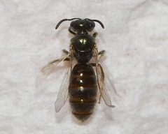 Lasioglossum illinoense