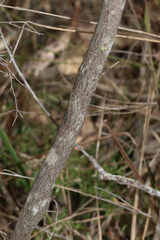Leptospermum polygalifolium