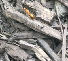 Camponotus castaneus