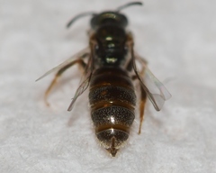 Lasioglossum illinoense