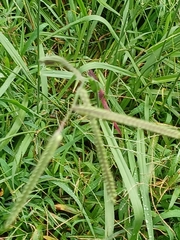Paspalum dilatatum