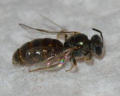 Lasioglossum illinoense