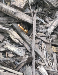 Camponotus castaneus