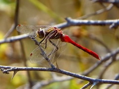 Sympetrum pallipes