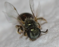 Lasioglossum illinoense