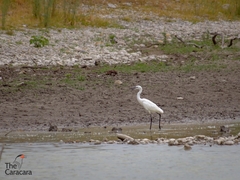 Egretta rufescens