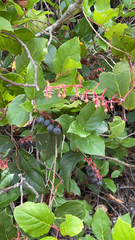 Gaultheria shallon