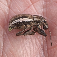 Naupactus leucoloma