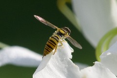 Sphaerophoria contigua