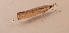 Agriphila geniculea