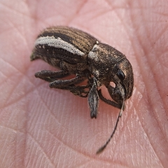 Naupactus leucoloma