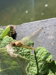 Sympetrum striolatum