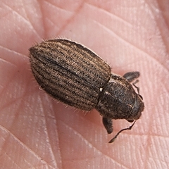 Naupactus leucoloma