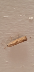 Agriphila geniculea