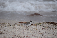 Charadrius wilsonia