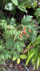 Rubus laciniatus