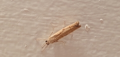 Agriphila geniculea