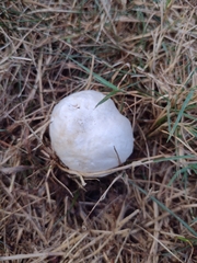 Hypomyces hyalinus