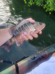 Lutjanus griseus
